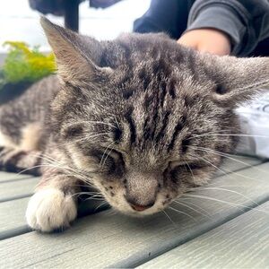 Meet your Posher, Tommy